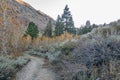 Hiking trail through underbrush to forest of pines and aspen Royalty Free Stock Photo