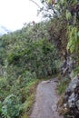 The hiking trail up the Huayna Picchu mountain surrounded by dense vegetation in the Andes Mountains of Peru