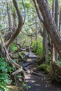 Hiking trail on Vancouver Island