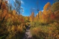 hiking trail through a vibrant fall forest, with golden leaves and blue skies Royalty Free Stock Photo