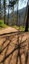 Hiking trail view near Cascade Locks Oregon along Columbia River Gorge Royalty Free Stock Photo