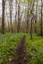 Hiking Trail and Virginia Bluebell Wildflowers - Ohio Royalty Free Stock Photo