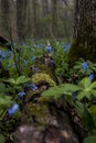 Hiking Trail and Virginia Bluebell Wildflowers - Ohio Royalty Free Stock Photo