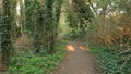 Hiking Trail Walking Path In Wild Green Forest Moving Go. Personal Perspective Of Walk On Way In Park. Steady Cam Shot Royalty Free Stock Photo