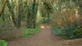 Hiking Trail Walking Path In Wild Green Forest Moving Go. Personal Perspective Of Walk On Way In Park. Steady Cam Shot Royalty Free Stock Photo