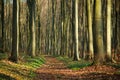 Hiking trail walkway in spring forest, nature background Royalty Free Stock Photo