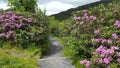 Carvers Gap Trail TN Catawba Rhododendron