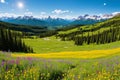 a hiking trail through the wildflowers. Royalty Free Stock Photo