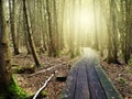 Hiking trail through the woods on Beaver Island in Lake Michigan