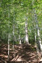 A steep path shadowed by leaves in the forest of Cape Breton in Autumn