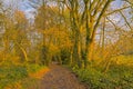 Forest path in warm evening autumnal sunlight in the Flemish countryside Royalty Free Stock Photo