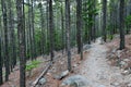 A hiking trail in the woods at Woodbine Campground in the Custer Gallatin National Forest in Montana