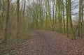 hiking traill through a bare winter forest in the Flemish countryside Royalty Free Stock Photo