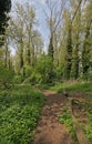hiking traill through a lush green spring forest in the flemish countryside Royalty Free Stock Photo