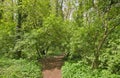 hiking traill through a lush green spring forest in the flemish countryside Royalty Free Stock Photo