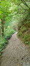 Hiking trails with forest and path view oregon. Pacific northwest