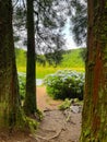 Path from the forest leading to the reservoir along the hydrangea bushes Royalty Free Stock Photo