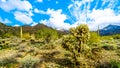 Hiking on the hiking trails surrounded by Saguaro, Cholla and other Cacti in the semi desert landscape of the McDowell Mountains Royalty Free Stock Photo