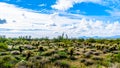 Hiking on the hiking trails surrounded by Saguaro, Cholla and other Cacti in the semi desert landscape of the McDowell Mountains Royalty Free Stock Photo