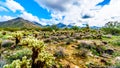 Hiking on the hiking trails surrounded by Saguaro, Cholla and other Cacti in the semi desert landscape of the McDowell Mountains Royalty Free Stock Photo