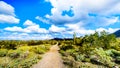 Hiking on the hiking trails surrounded by Saguaro, Cholla and other Cacti in the semi desert landscape of the McDowell Mountains Royalty Free Stock Photo