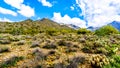 Hiking on the hiking trails surrounded by Saguaro, Cholla and other Cacti in the semi desert landscape of the McDowell Mountains Royalty Free Stock Photo