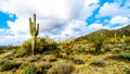 Hiking on the hiking trails surrounded by Saguaro, Cholla and other Cacti in the semi desert landscape of the McDowell Mountains Royalty Free Stock Photo