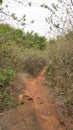 Hiking or trekking route to Avalabetta peak located in Chikaballapur with natural hilly greenery