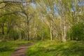 Path through a fresh green spring forest in the Flemish countryside Royalty Free Stock Photo
