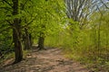 Path through a fresh green spring forest in the Flemish countryside Royalty Free Stock Photo
