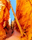 Hiking Under A Fallen Tree On The Navajo Loop Trail Through The Vermilion Colored Pinnacles And Hoodoos In Bryce Canyon