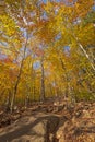 Hiking Uphill Through the Fall Forest Royalty Free Stock Photo