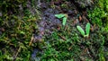 Seed From The Maple Tress Spread All Over The Pacific Northwest Forest Floor In Tolmie State Park Washington USA Royalty Free Stock Photo