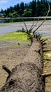 A Fallen Pine Tree Trunk That Look Like A Dinosaur Tail On The Sand Beach Of Tomie State Park In Nisqually Washington