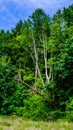 Green Lush Forest Behind A Grass Meadow In Spring Time With A Dry And Dead Tree Standing In The Middle, WA Royalty Free Stock Photo