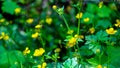 Seas Of Tiny Yellow Flower Blooming During Spring Time in The Forest Of South Washington