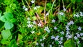 Cute Tiny Pale Purple Spring Flowers On The Forest Floor Of Puget Sound In A Bright Sunny Spring Day, WA