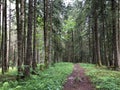 Hiking and walking trails in the Sihltal valley and by the artificial lake Sihlsee, Studen - Canton of Schwyz, Switzerland