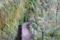 Hiking walkway in Caldeirao Verde levadas wild nature, Madeira