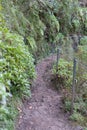 Hiking walkway in Caldeirao Verde levadas wild nature, Madeira