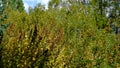 Foliage In Early Autumn Still Green In The West Hylebos Wetlands Park, Federal Way, Washington, United States