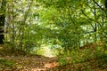 Hiking in a wild forest, sunlight through the trees Royalty Free Stock Photo