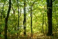 Hiking in a wild forest, sunlight through the trees Royalty Free Stock Photo