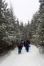 Hiking in winter mountains. Group of trekkers on snowy trail in winter forest Royalty Free Stock Photo