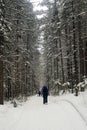 Hiking in winter mountains. Trekker on snowy trail in winter forest