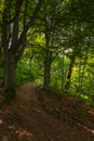 Hiking through woods Royalty Free Stock Photo