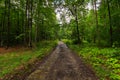 Hiking through woods Royalty Free Stock Photo