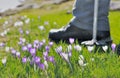 Hikking in wild crocus