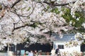 Hikone Castle cherry blossoms Royalty Free Stock Photo