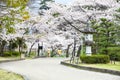 Hikone Castle cherry blossoms Royalty Free Stock Photo